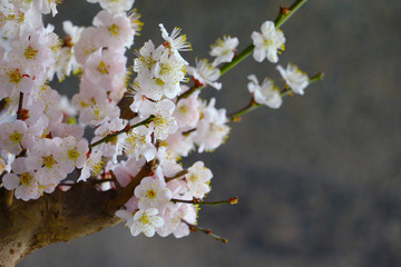 桜の写真と春の風景