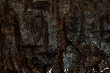 Pepagan is also called bark, which is the outermost layer of stems