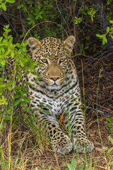 Naklejka na ściany i meble Leopard roaming its territory in the Khwai Concession area of Botswana Africa