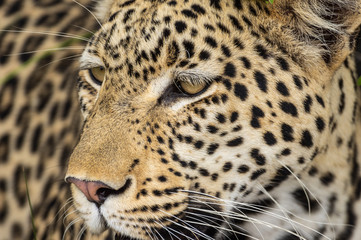 Leopard roaming its territory in the Khwai Concession area of Botswana Africa