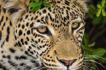 Leopard roaming its territory in the Khwai Concession area of Botswana Africa