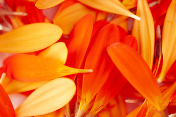 Flowers on a white background close-up