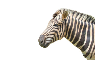 Zebra isolated on white background of file with Clipping Path .