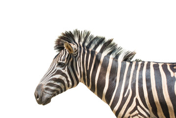 Zebra isolated on white background of file with Clipping Path .