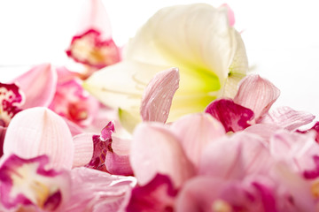 Fototapeta na wymiar Flowers on a white background close-up