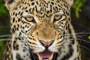 Obraz na płótnie Canvas Leopard roaming its territory in the Khwai Concession area of Botswana Africa