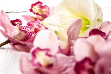 Obraz na płótnie Canvas Flowers on a white background close-up