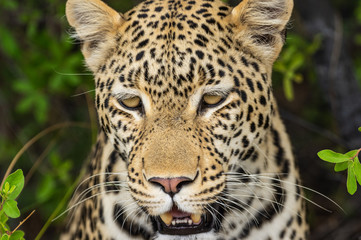 Leopard roaming its territory in the Khwai Concession area of Botswana Africa
