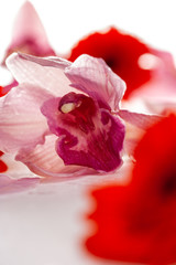 Flowers on a white background close-up