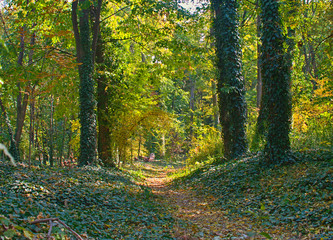 Footpath in park covered with fallen leaves and tree trunks with creepers