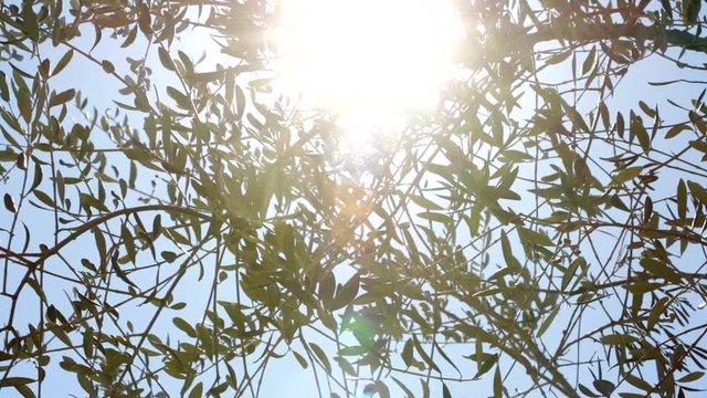Olive plant in with sun and sky background. Olive leaves photographed in Liguria