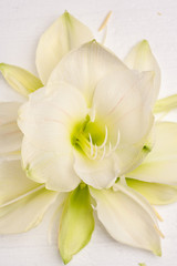 Obraz na płótnie Canvas Flowers on a white background close-up
