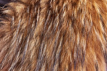 Raccoon fur is red