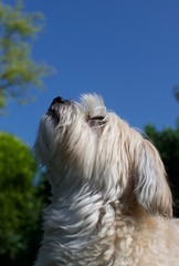 white colored havaneser dog waiting for feeding in front of blue sky