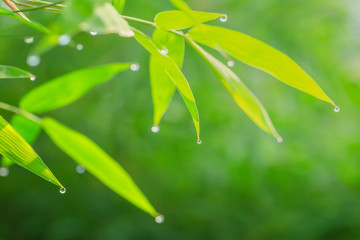 Fresh green bamboo leaf with dews drop