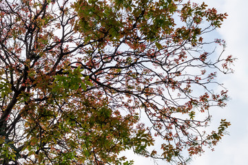 Background of nature