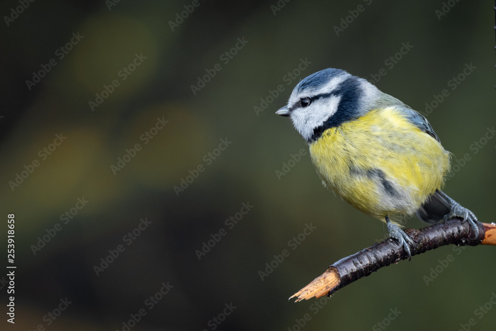 Poster a portrait of a blue tit looking to the left into dark open copy space
