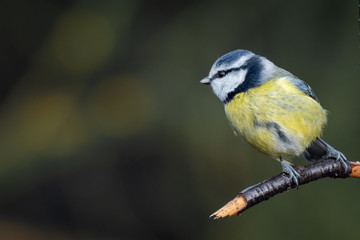 A portrait of a blue tit looking to the left into dark open copy space