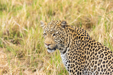 Leopard roaming its territory in the Khwai Concession area of Botswana Africa