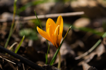 Yellow crocuses in Crimea