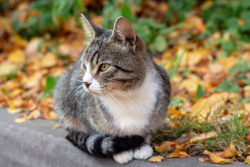 young gray cat sitting on the street.