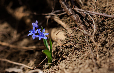 Blue snowdrops in the Crimea