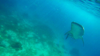 snorkeling with whale sharks on the philippines