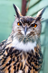 European Eagle Owl (Bubo bubo), captive bird.