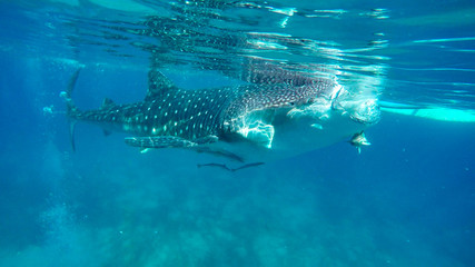 snorkeling with whale sharks on the philippines