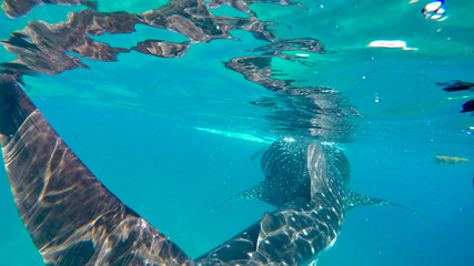 snorkeling with whale sharks on the philippines