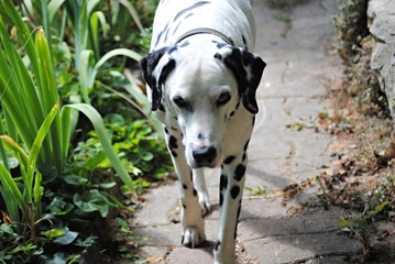 Chien