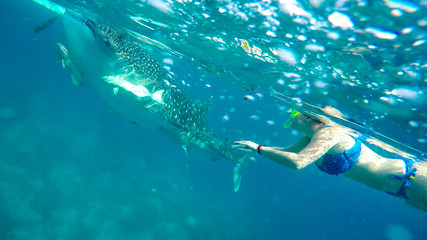 snorkeling with whale sharks on the philippines