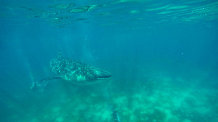 snorkeling with whale sharks on the philippines
