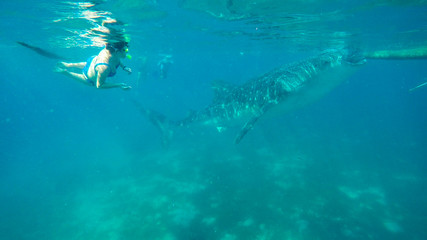 Fototapeta na wymiar snorkeling with whale sharks on the philippines