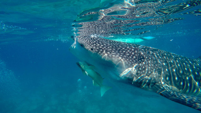 snorkeling with whale sharks on the philippines