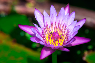 Purple lotus bloom