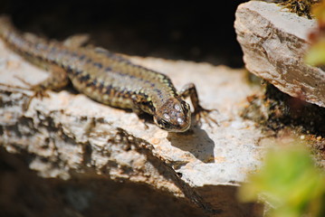 Lézard