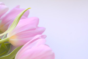 bouquet of pink tulips on a white background. beautiful gentle  spring composition. top view