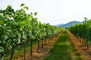 Fototapeta na wymiar fresh grape field vine growing in vineyard valley hills, Winery background