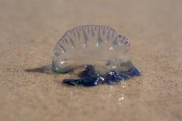Bluebottle Jellyfish on the sand