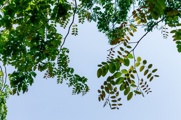 Obraz premium Background of nature