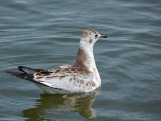 Black-headed gull in the water(Belarus)