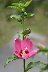 Rose Of Sharon Woodbridge