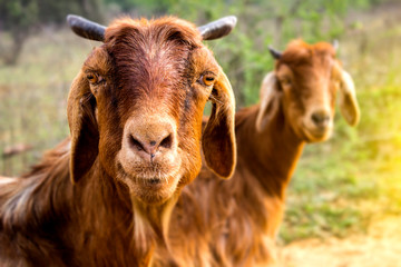 Goat looking at lens  