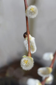 Kilmarnock Willow