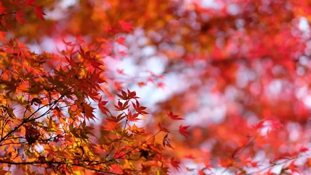 The Red autumn leaf with the light from sunshine in tofukuji temple, Kyoto , Japan.