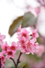 春の寒緋桜