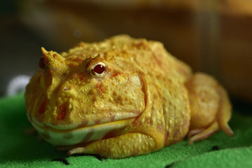 クランウェルツノガエル