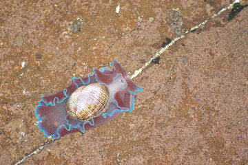 striped paper bubble shell snail Hydatina physis in rock pool
