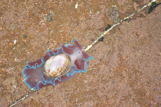 striped paper bubble shell snail Hydatina physis in rock pool